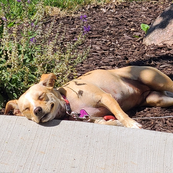 💖Meet Posh Ambassador Laurie💖 - Picture 9 of 10